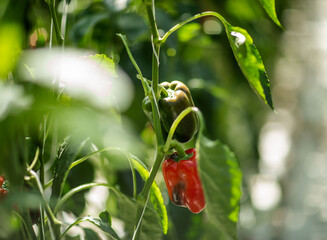 
peppers on a branch in an industrial greenhouse