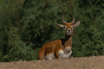 Antelope animal on stone with color leaf forest on background