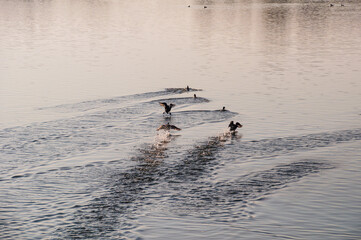 Koldinger See-Laatzen