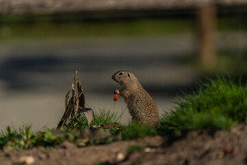 Ground squirrel animal in summer sunny hot morning