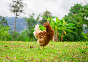 beautiful fluffy chicken standing on gree grass in nature background, chick design and decorative work. farm and agriculture concept