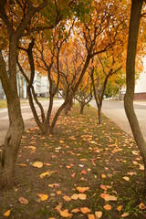 Beautiful autumn colors in Chisinau in Moldova, Eastern Europe