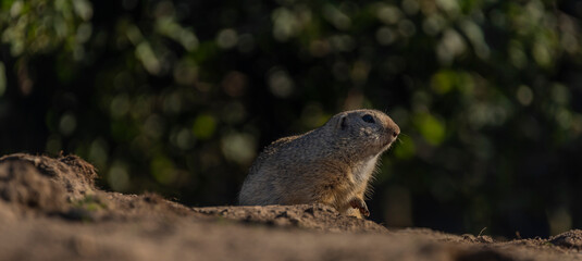 Ground squirrel animal in summer sunny hot morning