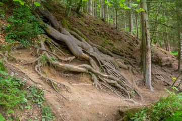 Fototapeta premium nature reserve in the Bavarian Forest