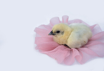 cute little fluffy feather chick isolated on white background. newborn chick design and decorative work. farm and agriculture concept.