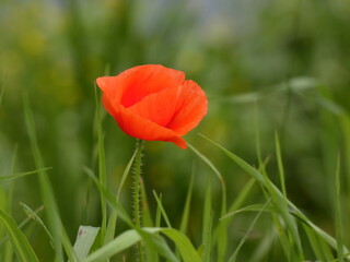 Fototapeta premium Field poppy (Papaver rhoeas) - red poppy flower between blades of grass