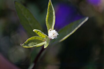 Flower of a false daisy or yerba de tago plant, Eclipta alba