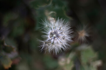 MACRO PHOTOGRAPH OF FLOWER PLANT CALLED DANDELION, ON BLENDED BACKGROUND IN GREEN COLORS