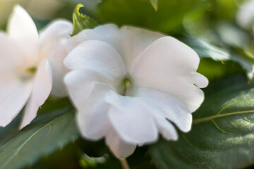 FLOWER DETAIL IN WHITE COLOR