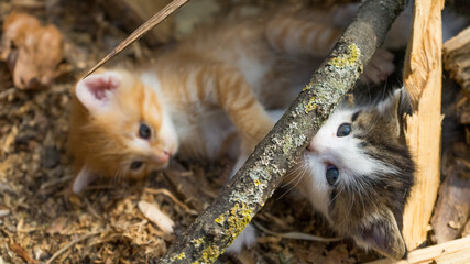 Two kittens playing on the fire wood in the barn