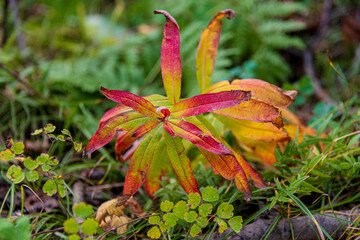 red and yellow leaves