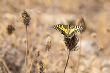 Schmetterling Schwalbenschwanz auf Blume