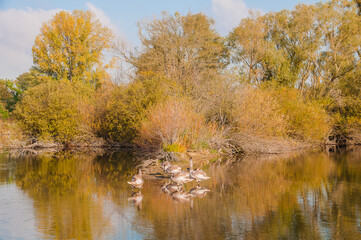 Koldinger See-Laatzen
