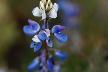 Flower of the lupine Lupinus mexicanus.