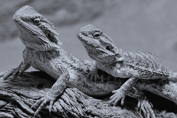 two bearded dragons sitting together in their terrarium, black and white