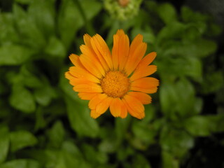 orange flower in the garden