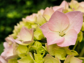Hydrangea Flowers Blooming At garden_close up