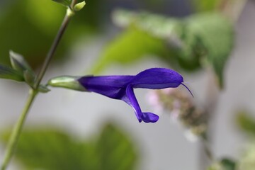 Flower of the sage Salvia janthina,