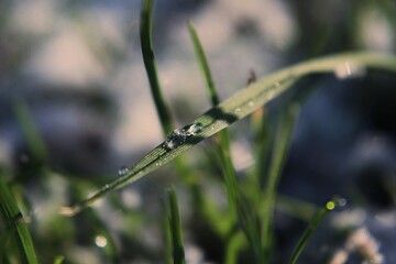 Drop of Water