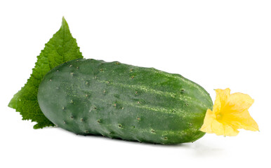 Fresh сucumber with green leave isolated on white.