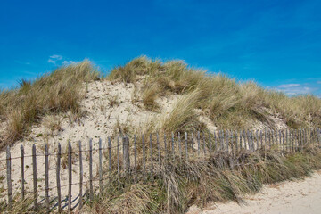 Fototapeta na wymiar marram grass of a wide beach in Brittany, France