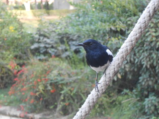Oriental magpie-robin