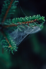 SPIDERWEB AFTER THE RAIN