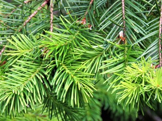 green fir needles