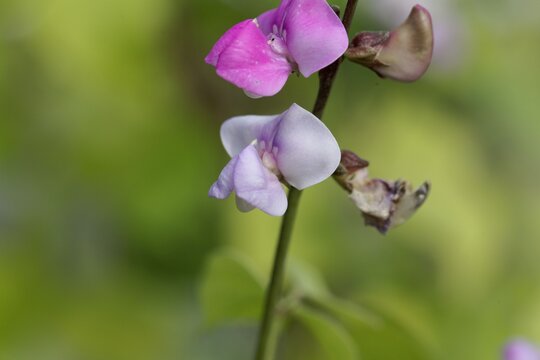 Flower of a hyacinth bean, Lablab purpureus