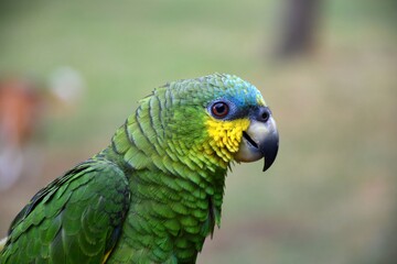 Green, yellow and blue parrot detail.