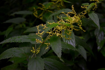 utrica dioica (common nettle)