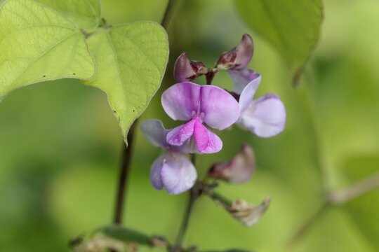 Flower of a hyacinth bean, Lablab purpureus