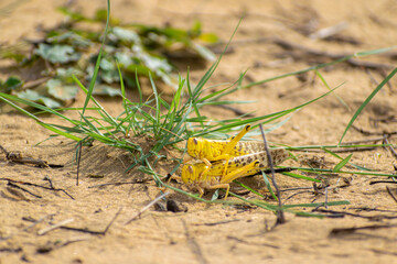 close up of a migratory locust swarm in deserts of india