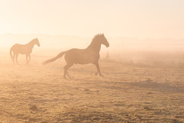 galloping horses on misty pasture