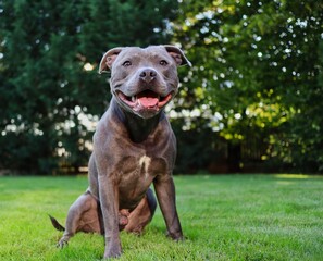 Portrait of English Staffordshire Bull Terrier Sitting in the Garden with Smile on its Face. Happy...