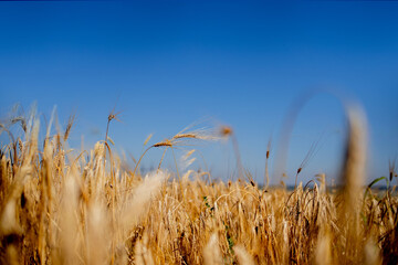 Obraz premium Close up of stems of gold and ripe rye. Concept of great harvest and productive seed industry