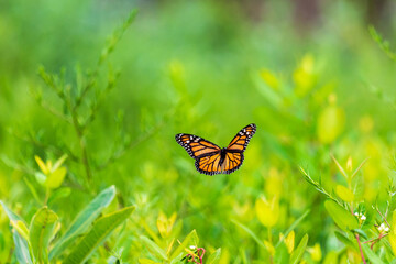 butterfly in flight