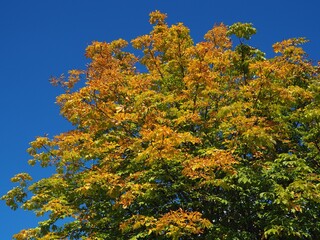 Jahreszeit - farbenfroher Kastanienbaum im Herbstkleid