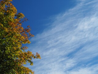 Naturphänomene - Wolkenformation neben buntem Laubbaum im Herbst