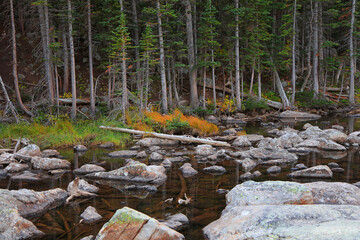 Conifers by the creek with boulders