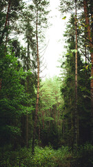 Obraz premium forest in the morning