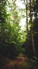 morning in the forest