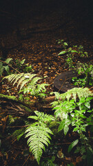 fern in the forest