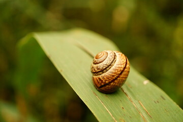 Single snail shell on reed leaf