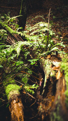 moss on the tree
