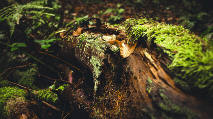 green moss on the rock