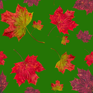 Abstract seamless texture, art wallpaper. Red and yellow autumn maple leaves Close Up and Collection of beautiful colourful leaves.Concept of autumn. Filtered image.