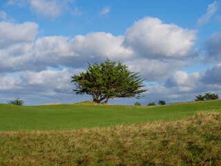 tree on a hill