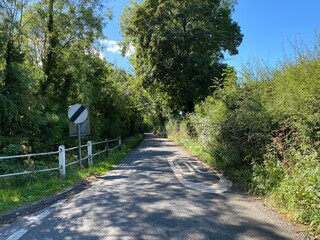 Looking down, Wescoe Hill Lane with large old trees, high hedgerows, and bright sunshine near, Weeton, Harrogate, UK