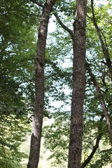 Beautiful green forest summer day